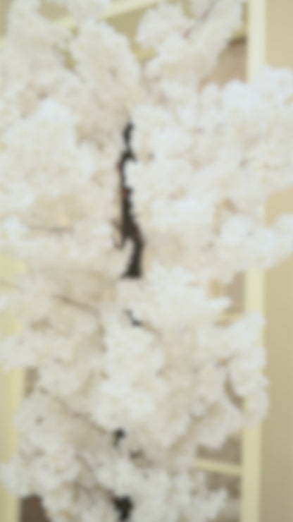 WHITE-JUBBA